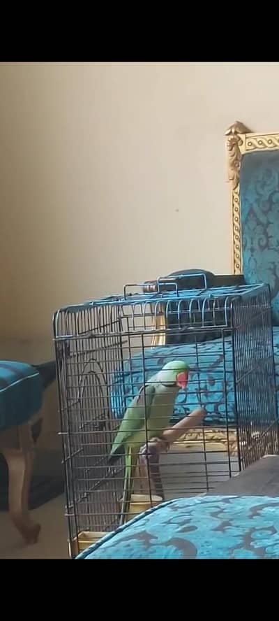 bht Kuch bolta h Allah hu methu beta wesalling bht zyada.