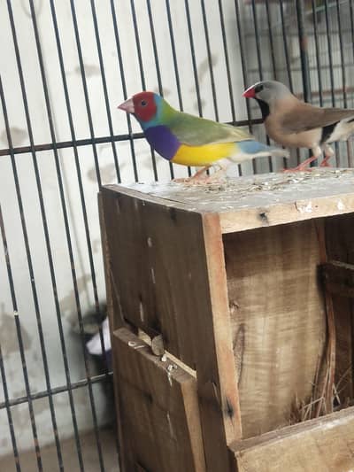 Cut throat breeder pair