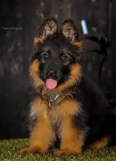 German Shepherd 03276946639