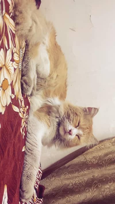 hunza block Allama Iqbal town Lahore