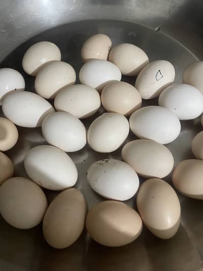Desi anday / aseel eggs fertilized