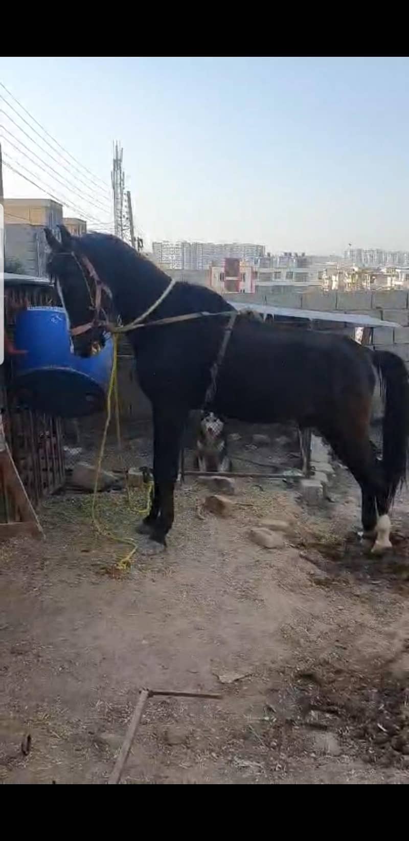 pure desi ghora - Horses - 1111901204