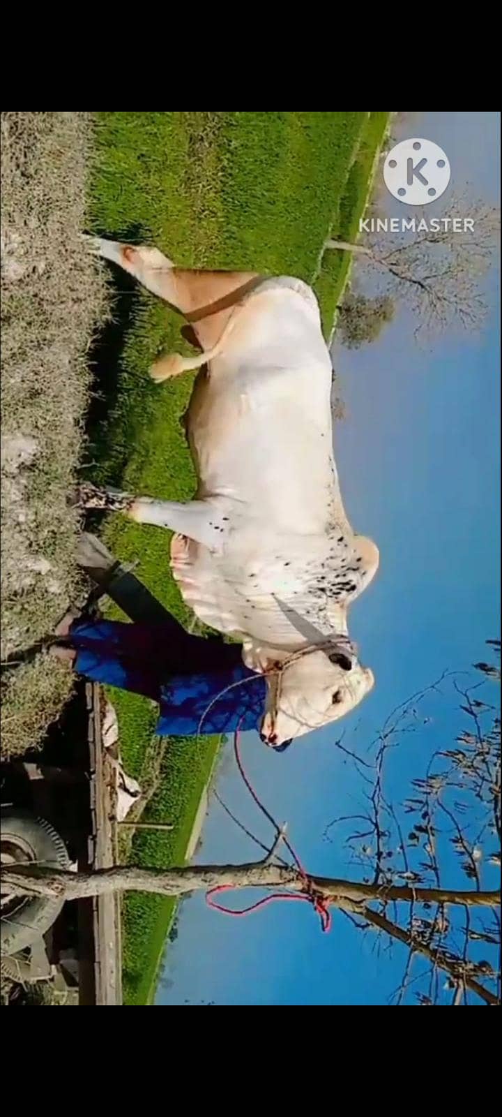 دھنی کا بیل قربانی کے لیے بہترین بیل 0