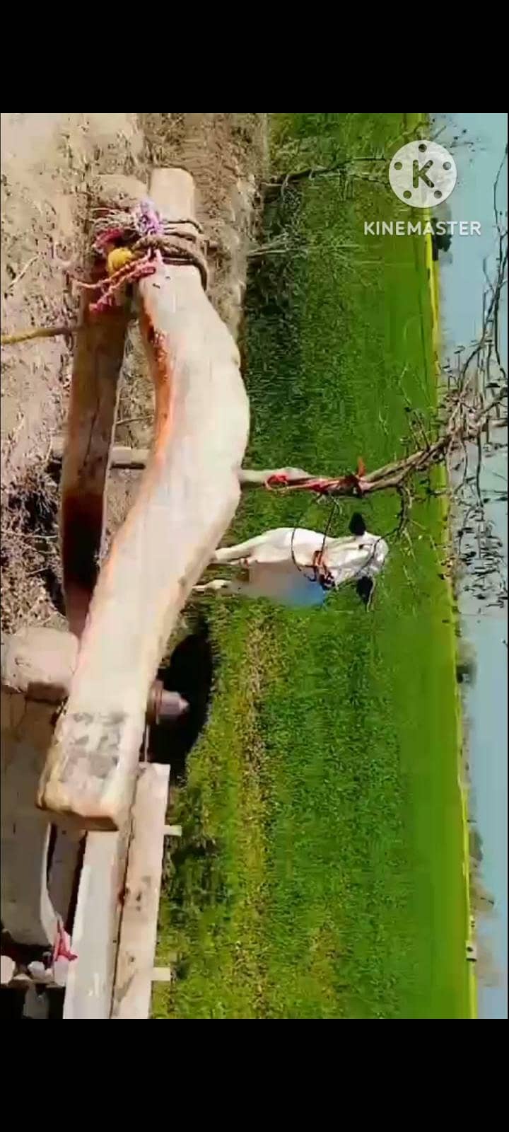 دھنی کا بیل قربانی کے لیے بہترین بیل 1