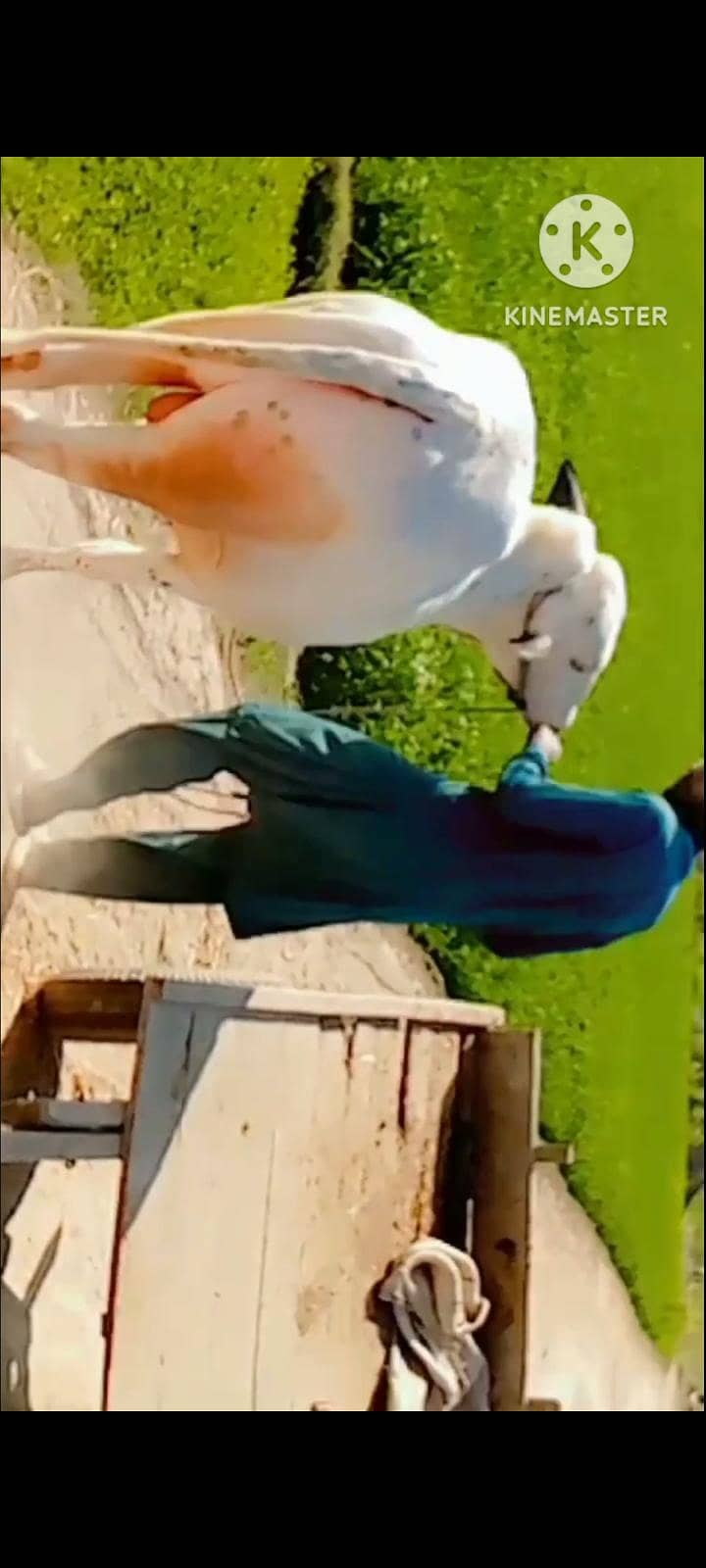 دھنی کا بیل قربانی کے لیے بہترین بیل 2