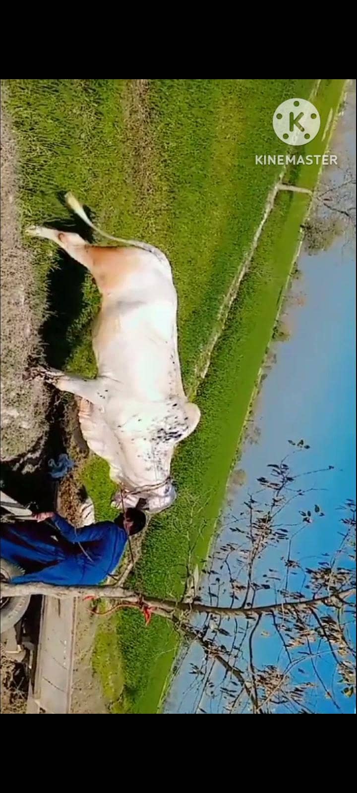 دھنی کا بیل قربانی کے لیے بہترین بیل 3