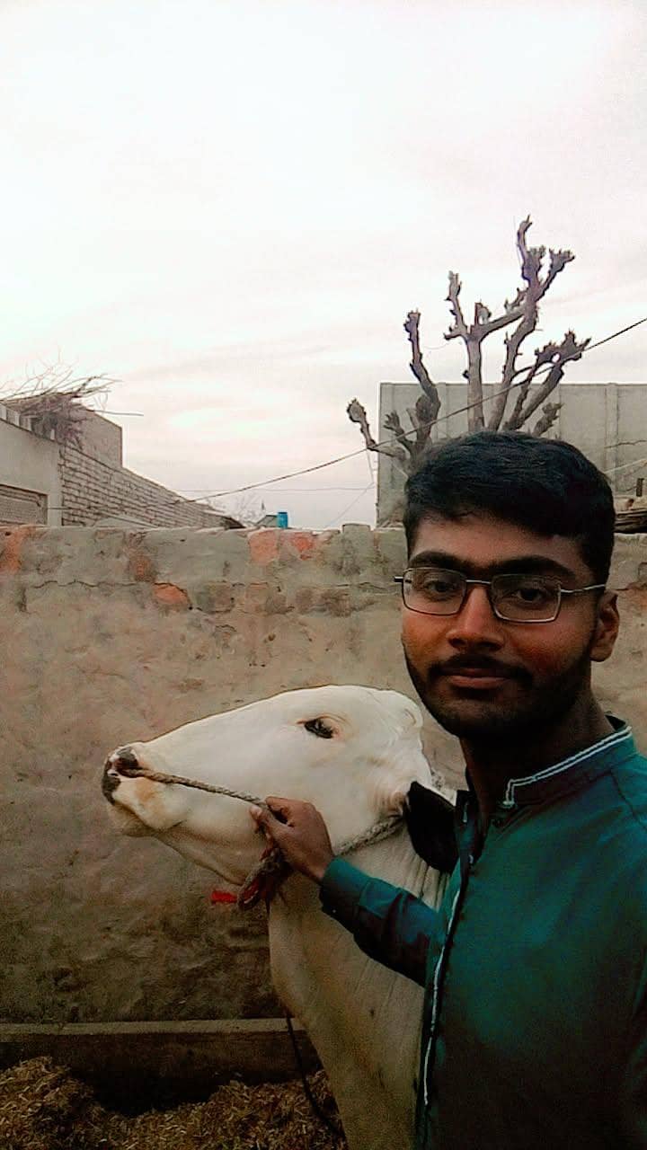 دھنی کا بیل قربانی کے لیے بہترین بیل 4