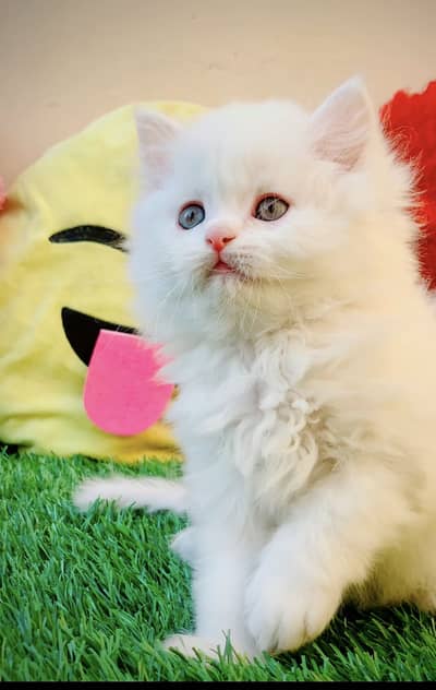 Persian cat for sale