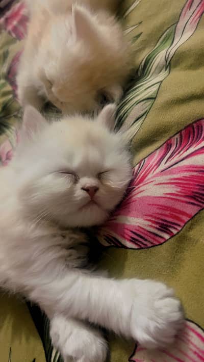 Persian Kittens Extreme Punch Face Triple Coated