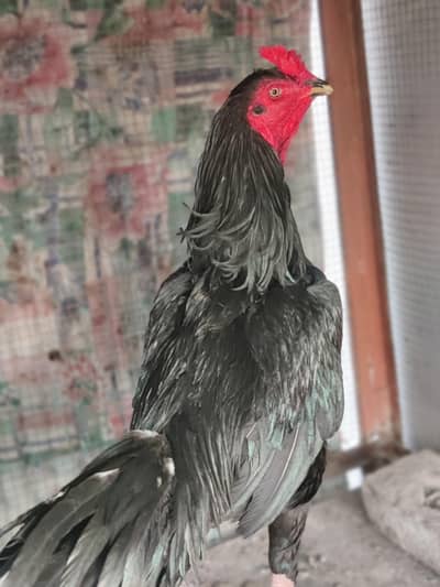 thi aseel barmi murga hight ful jut black