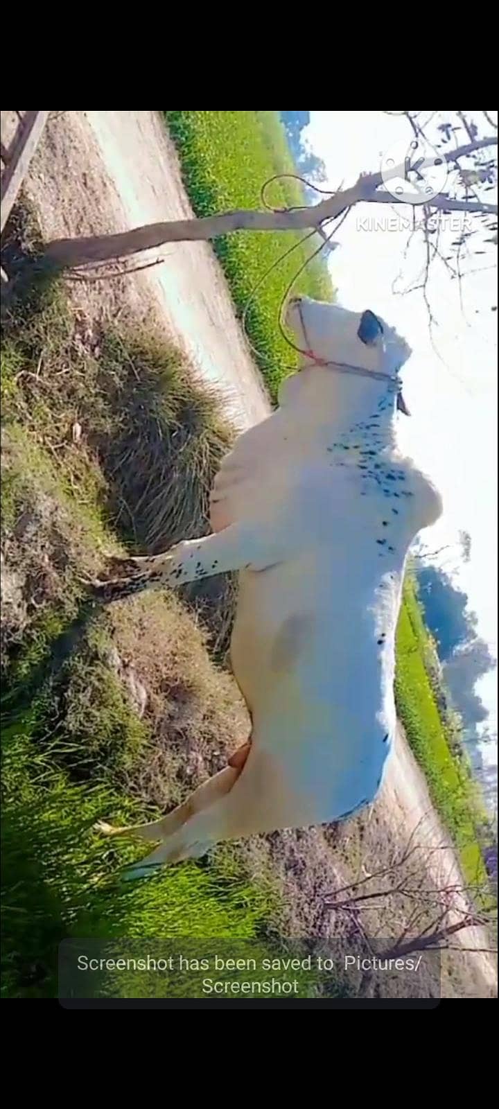 دھنی کا بیل قربانی کے لیے بہترین بیل 5