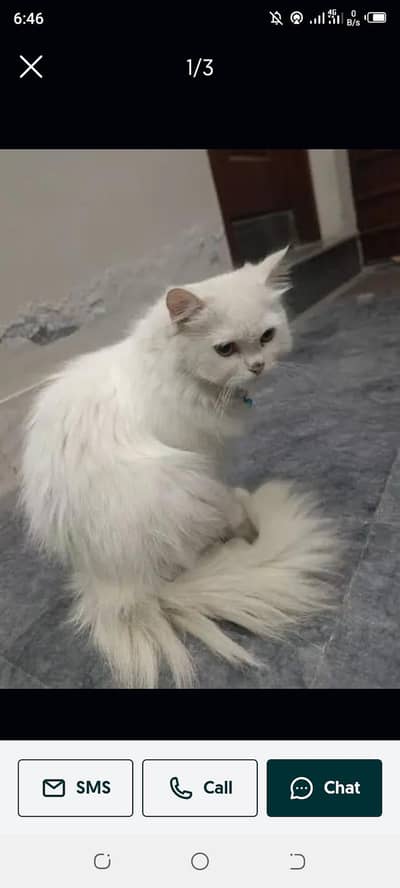 triple coated Persian cat full trained