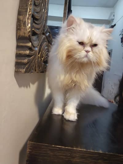 Extreme Punch Face Persian Male Kitten