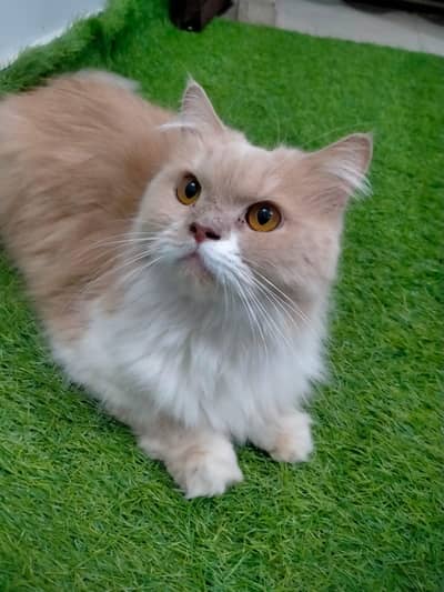 PERSIAN CAT