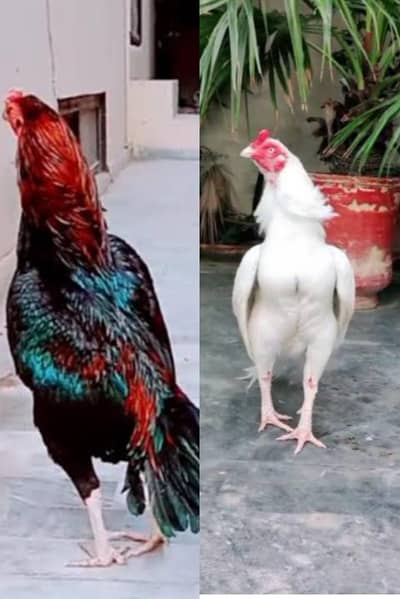 Aseel Roster /Hira Aseel / Aseel Chicks /miawaliaseel /lasani Aseel