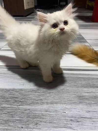 Cats Available for Sale