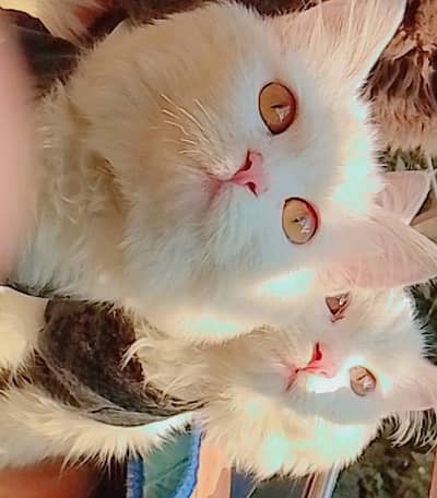 tow Persian female cats selling