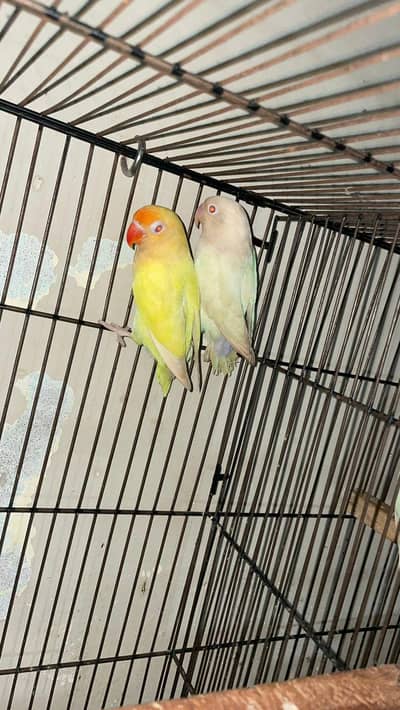 love birds for sale