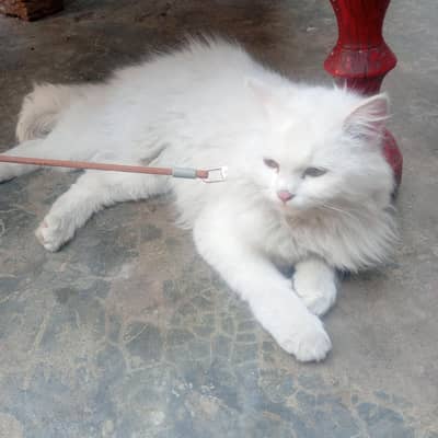 triple coated persian cat