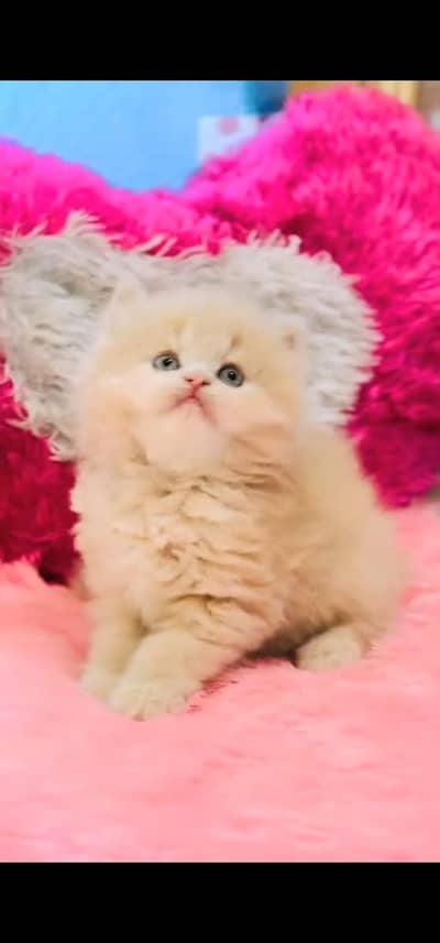 Quality Persian Punch face cat & kitten is 03477878702 WhatsApp