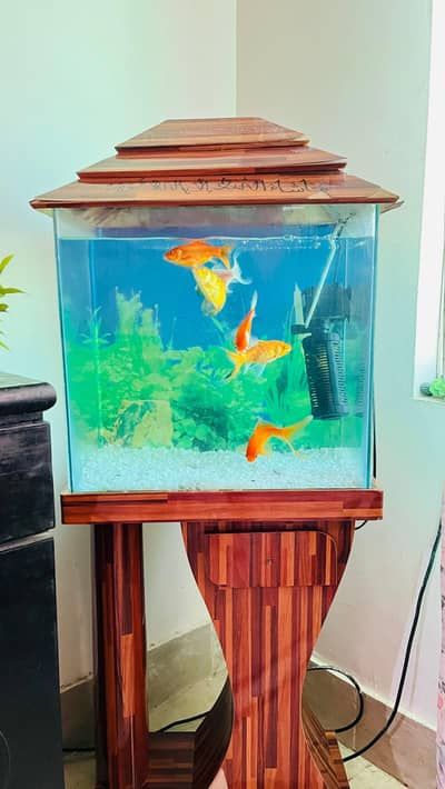 2ft 10/10 condition aquarium