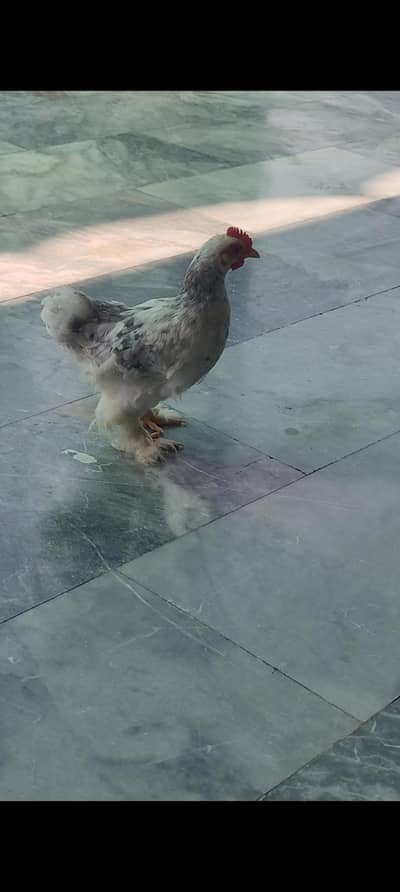 blue mottled banatm male