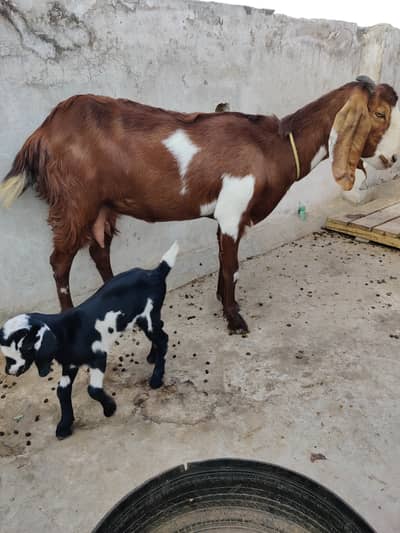 دودھ والی دو بکریاں