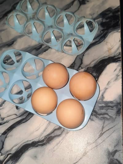 sale sale sale per egg 900 Rs pure furtile egg shamo
