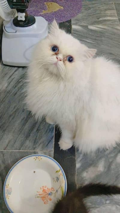 Persian Looking for home
