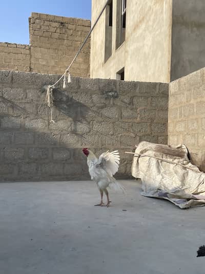 Heera orange eye 9000