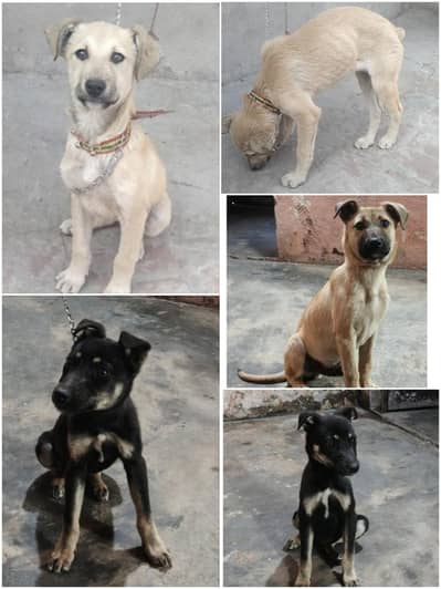 Bakharwal Male | Bhagyari  Male | Alsatian Female
