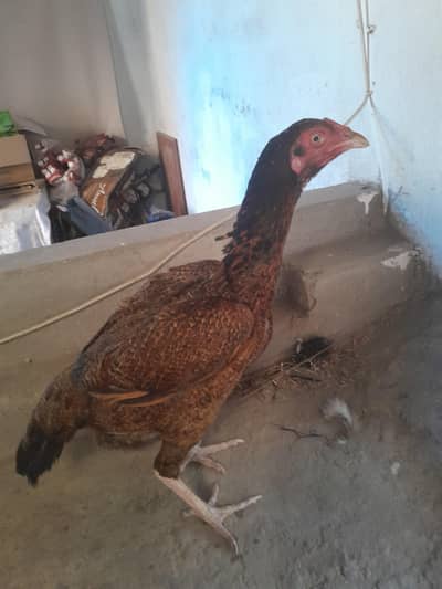 Pakistani sindhi aseel breader female