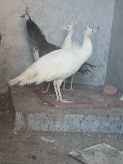 Peacock 1 blak shoulder femal and whit pair fir sell