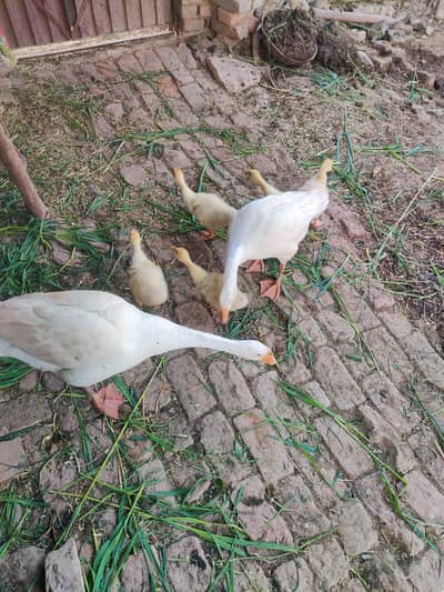 duck male female with 5 child