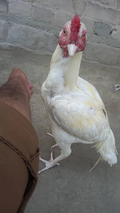 White Aseel Patha for sale