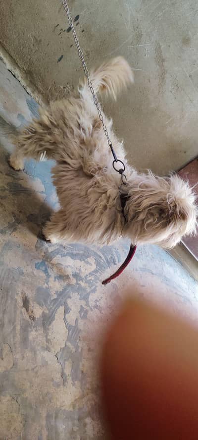 assalamualaikum men APNA dog sell kar raha hun