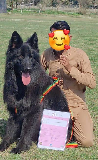 black German shephard male full train dog for sale