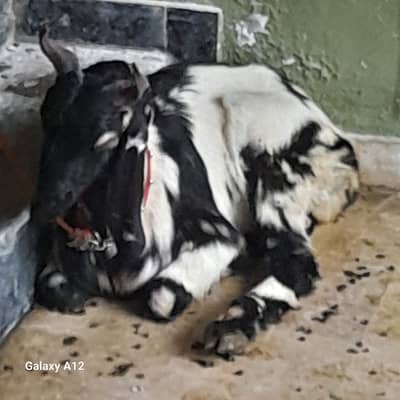 bakra 2 teeth 1 year one month old beautiful inshshshallah ap aayen ah