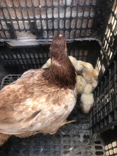 Aseel morghe 7 bacho ke sath