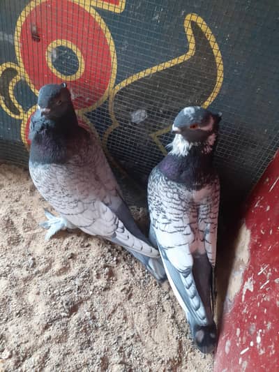 kabootar Oriental frill