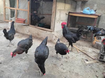 Australorps cross aseel eggs laying females available