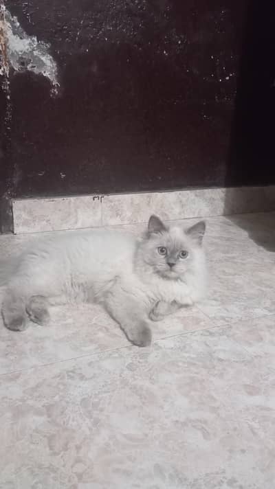 Persian cat