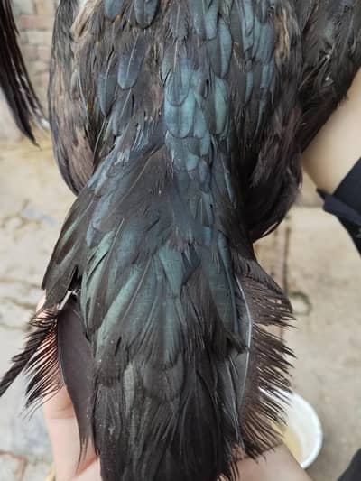 Dragon black skin Breeder Female