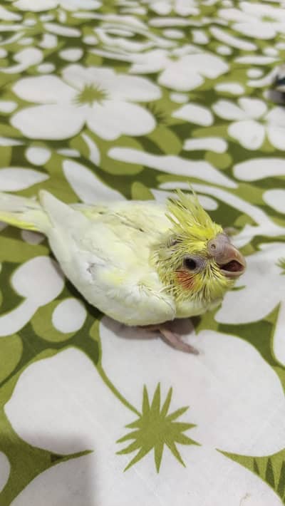 15 se 25 days cocktails chicks healthy 4 common red eyes 2 common peid