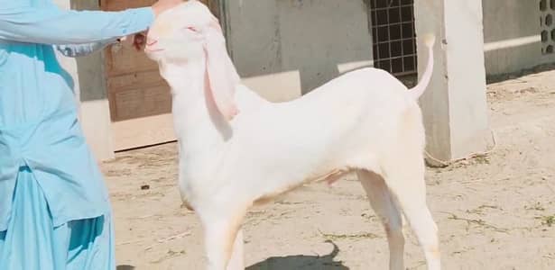 Qurbani ke liye Bakra for sale/ +03246711890