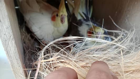 cocktail ka pair hai with eggs