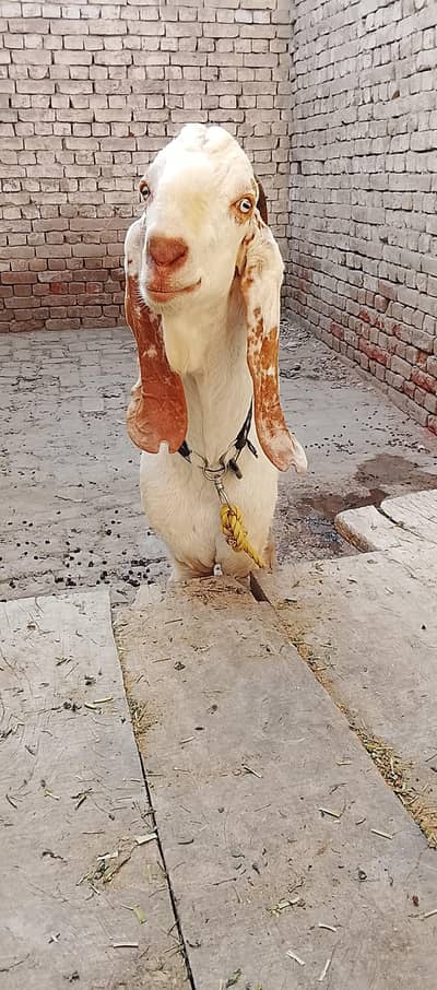 got bakra
