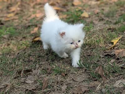 Persian kitten Triple Coated