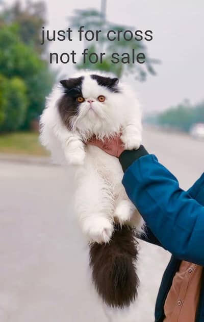 pikki and Punch face quality males