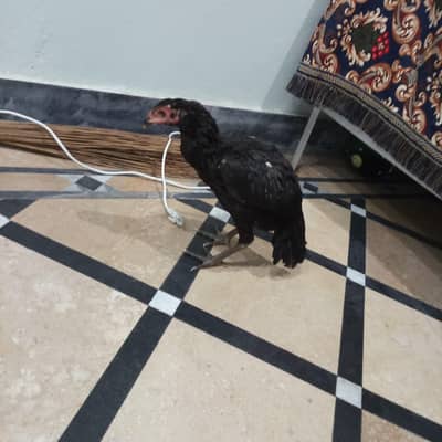 pure Thai aseel 03714384976